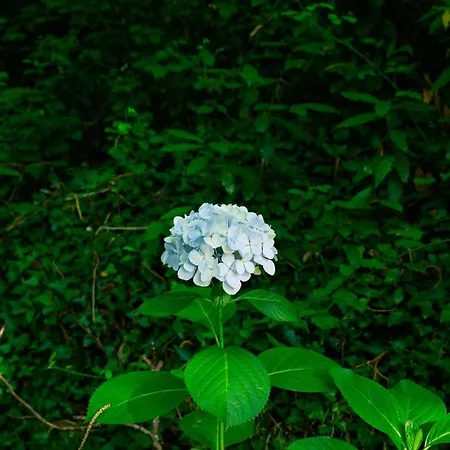 Pazo En Rias Bajas *