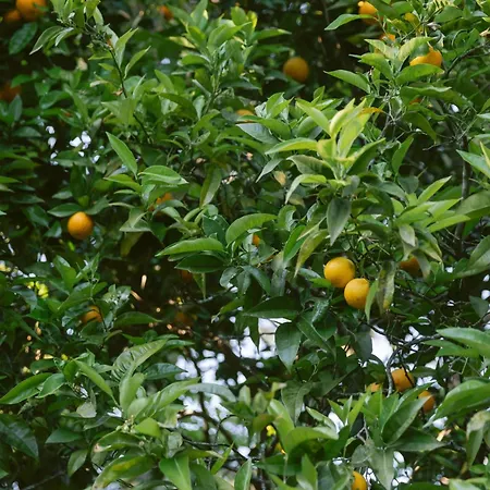 빌라 Pazo En Rias Bajas 부에우