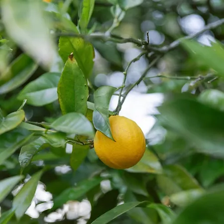 Pazo En Rias Bajas * 부에우